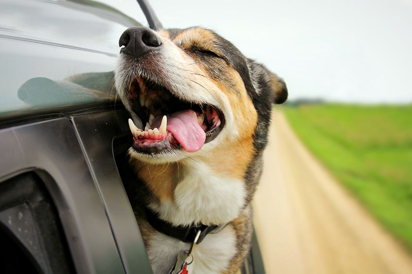 Dog in car window