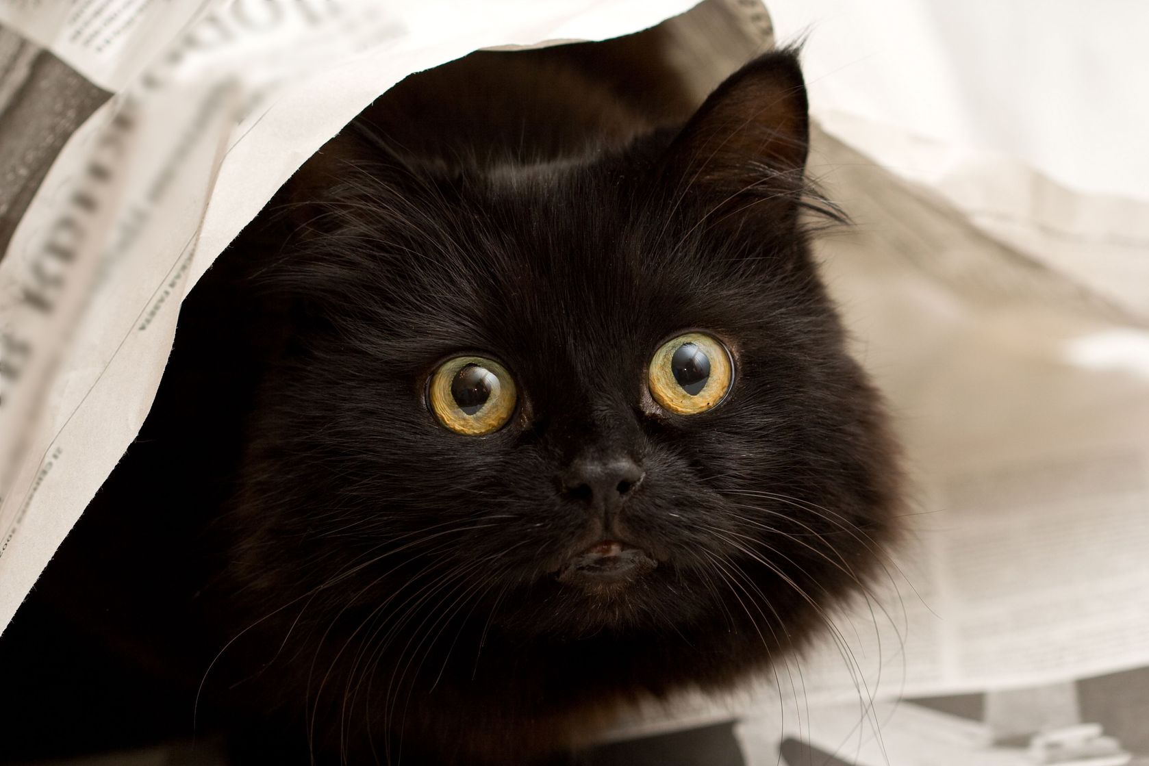 Cat newspaper