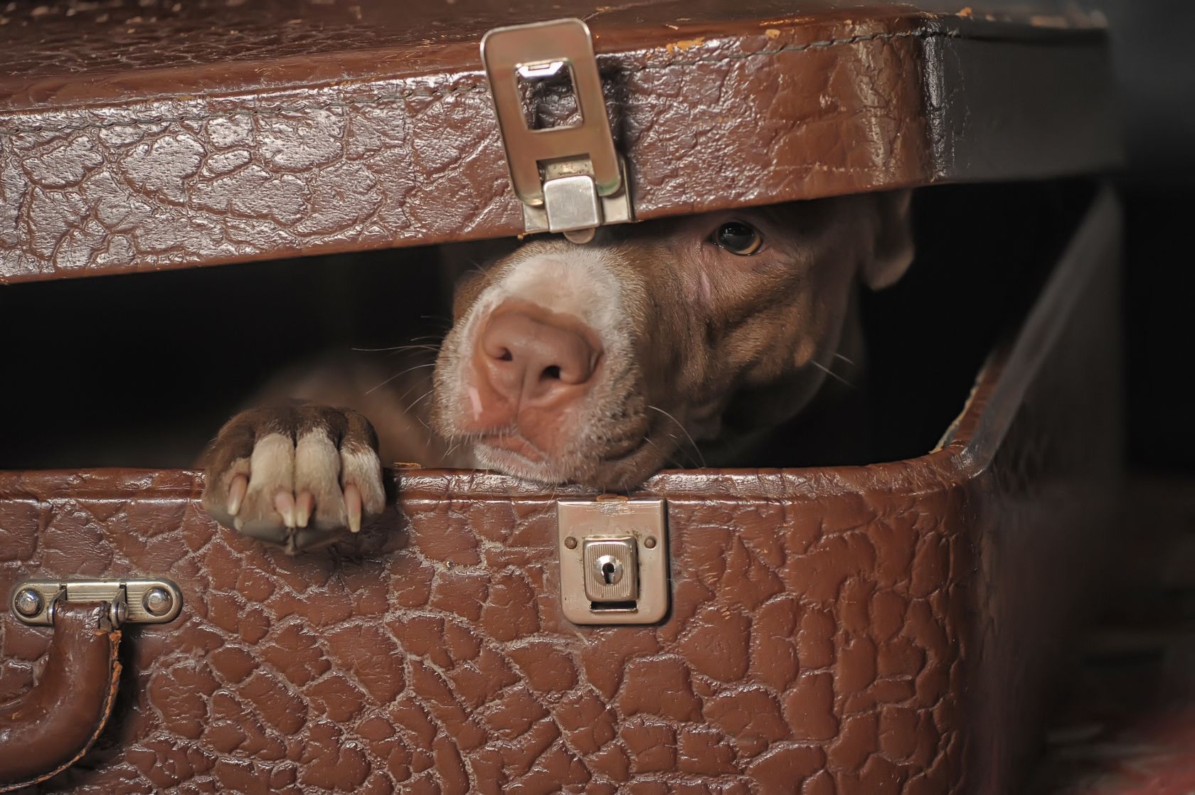 Minimize Your Pet’s Stress When You’re Away