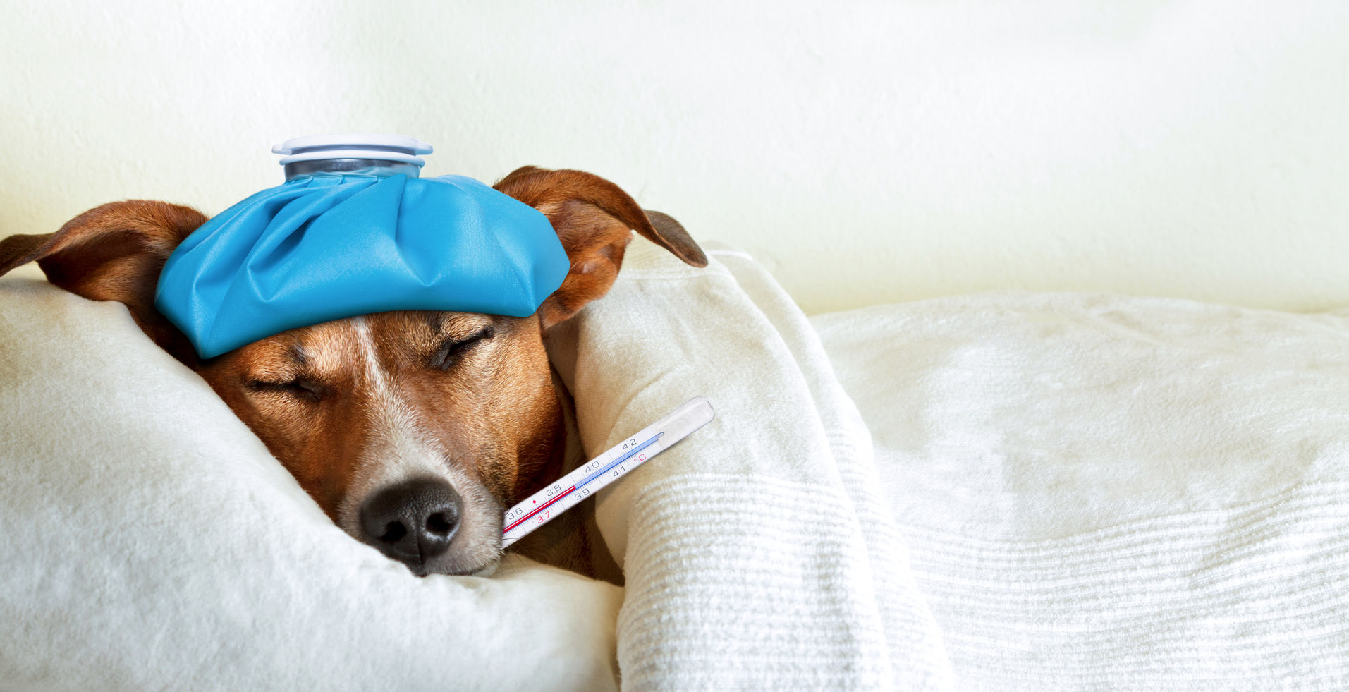 Signs Your Pet May Be Sick