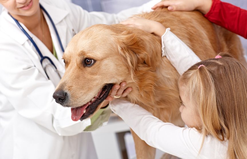 What Pet Vaccinations Are Needed?