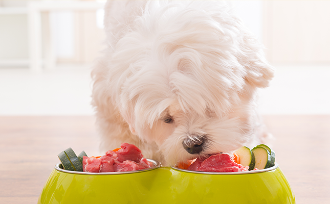 Healthy Snacks for Your Furry Friends!