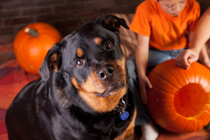 dog with pumpkins