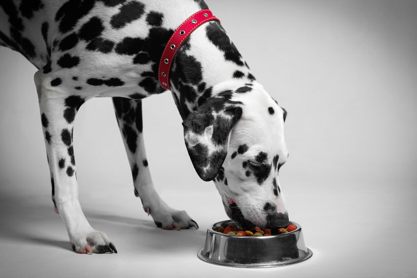 The best dog food: How to choose the right food for your pet