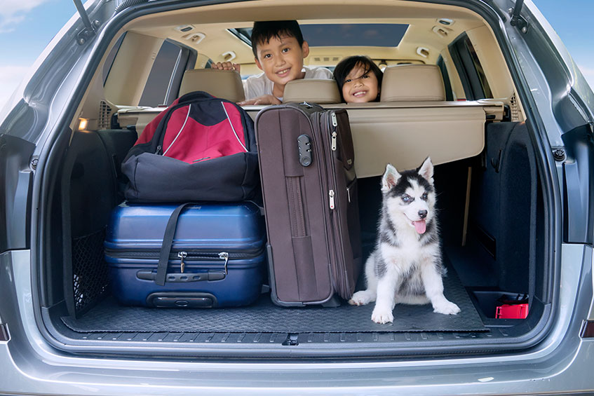 How to Keep Your Pets Safe When Traveling