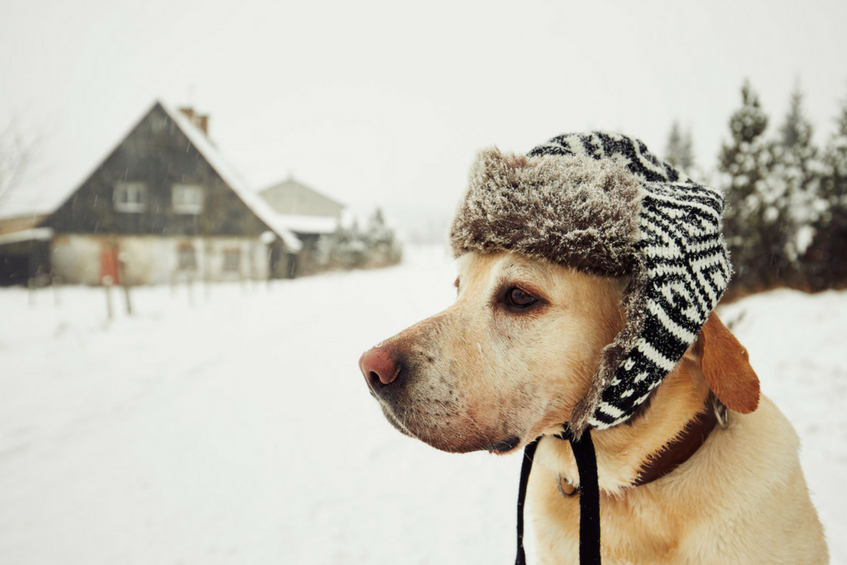 Cold Weather Tips for Pet Owners
