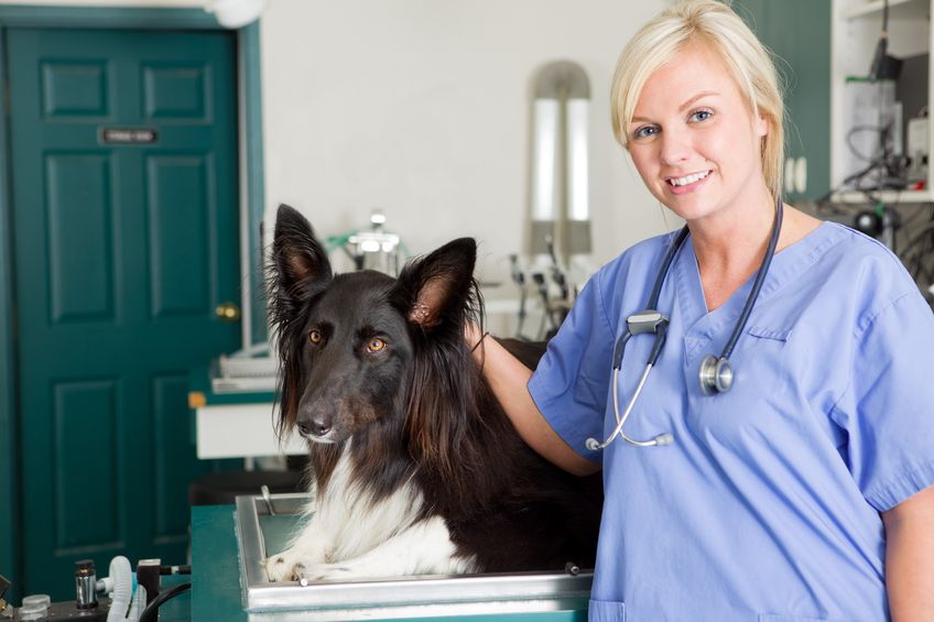 Spaying or Neutering Your Pet