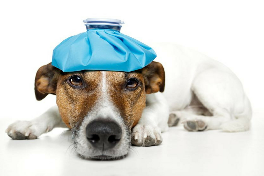 Canine Leptospirosis