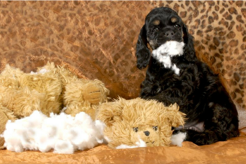 dog chewing on couch